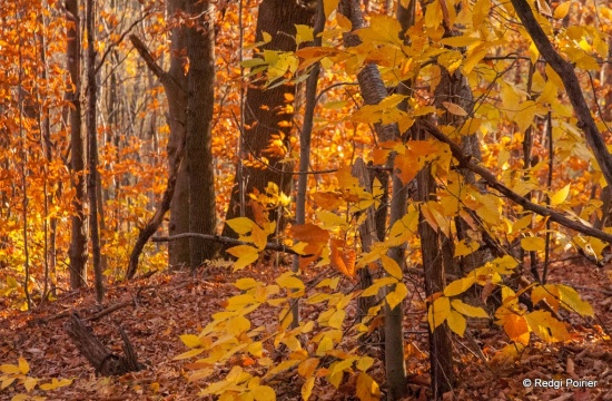 Randonnée en forêt avec Redgi Poirier, photographe. Octobre 2013.