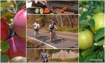 Montage vélo ceuillette de pommes à Franklin avec Redgi Poirier.
