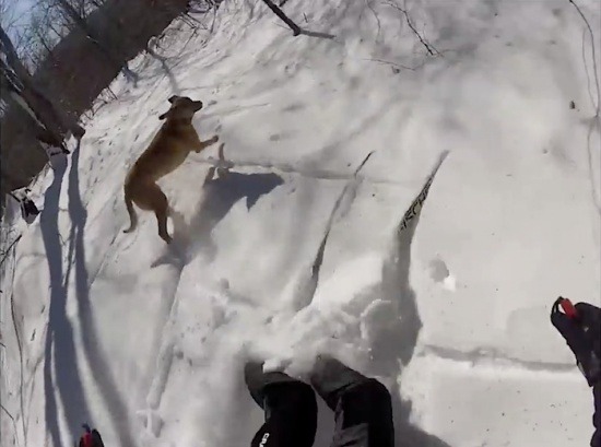Descente en ski de fond: Freinage de hockey pour éviter le chien, en sentier rustique. Souce vidéo sur Internet.